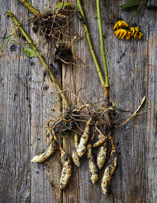 Vers geoogste aardperen op hout